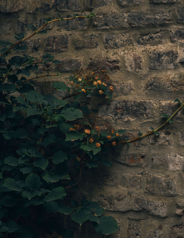 Stone garden wall outside Arclinea kitchen in tranquil London townhouse courtyard